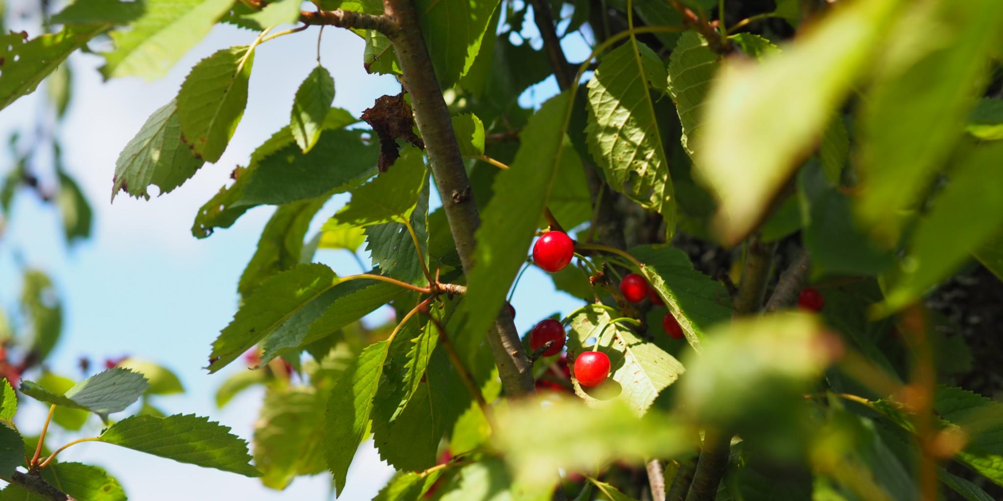 Rote Kirschen an einem Baum