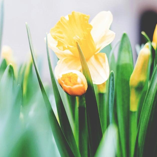 mehrere blühende Osterglocken in hellem Sonnenlicht