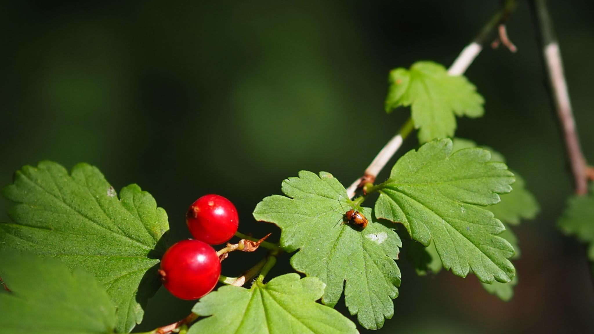 Zwei reife Johannisbeeren an einem Strauch