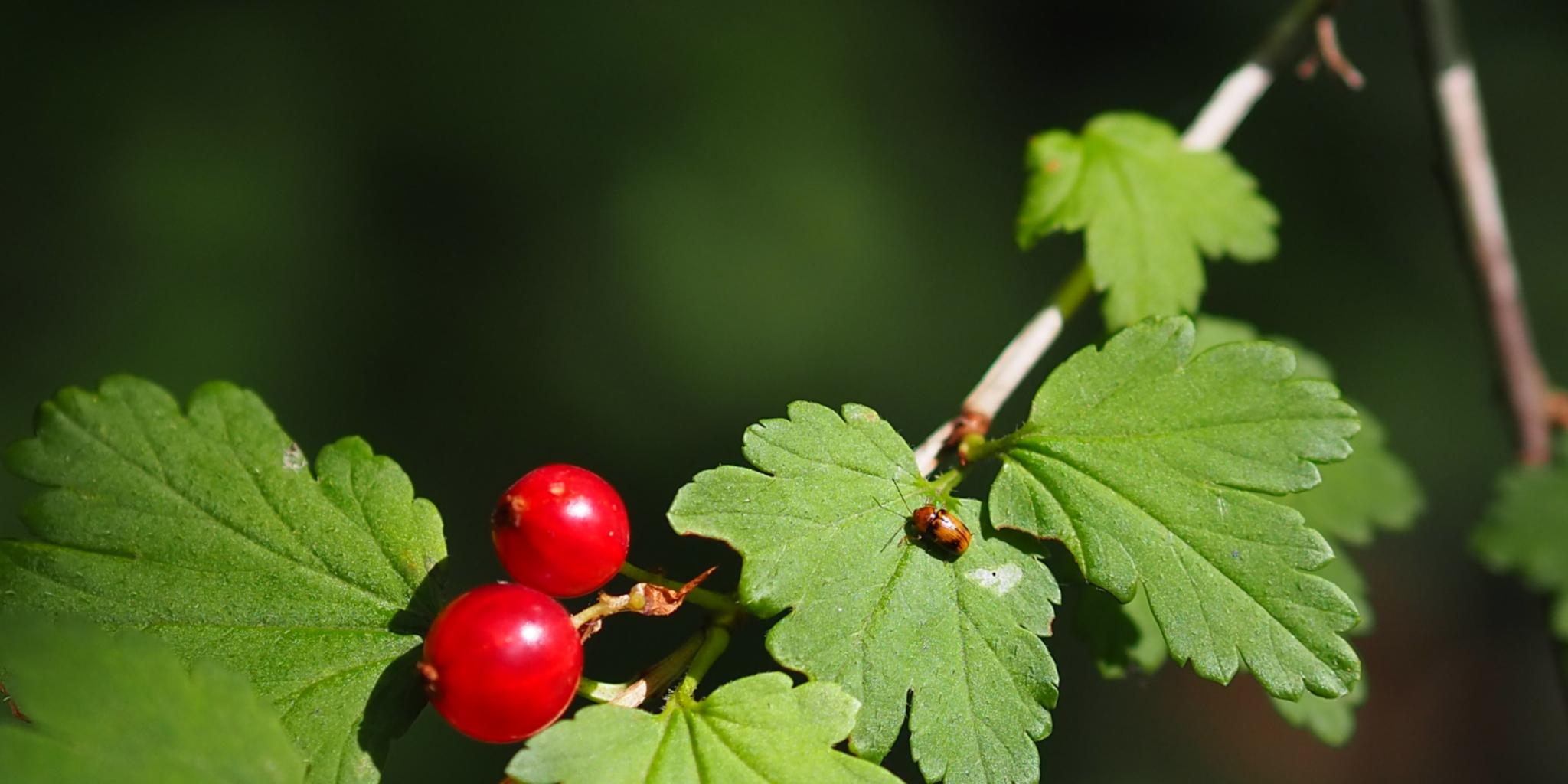 Zwei reife Johannisbeeren an einem Strauch