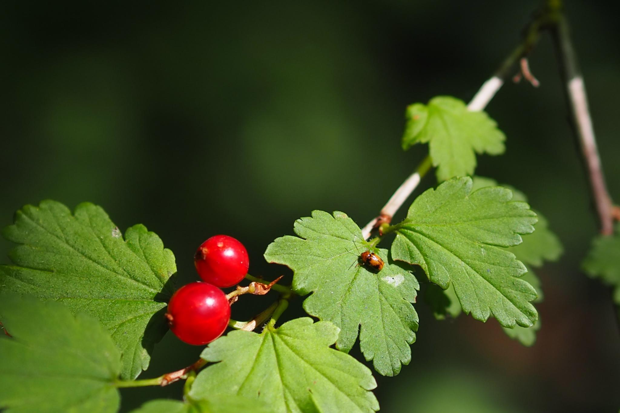 Zwei reife Johannisbeeren an einem Strauch