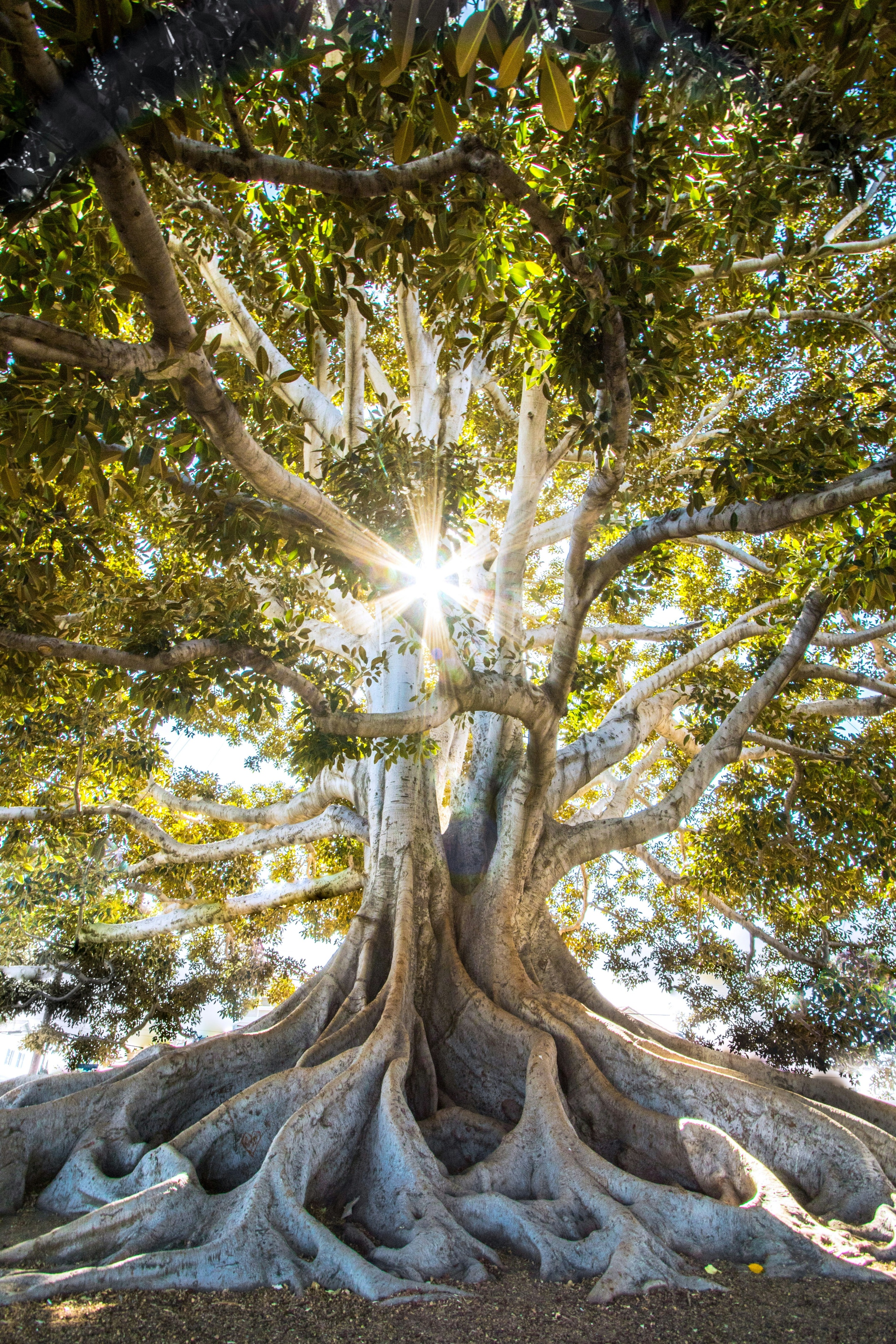 Ein Baum mit vielen verschlungenen Wurzeln und Ästen wird im Hintergrund von der Sonne beleuchtet. Diese wirft ein Strahlenkreuz durch die Äste