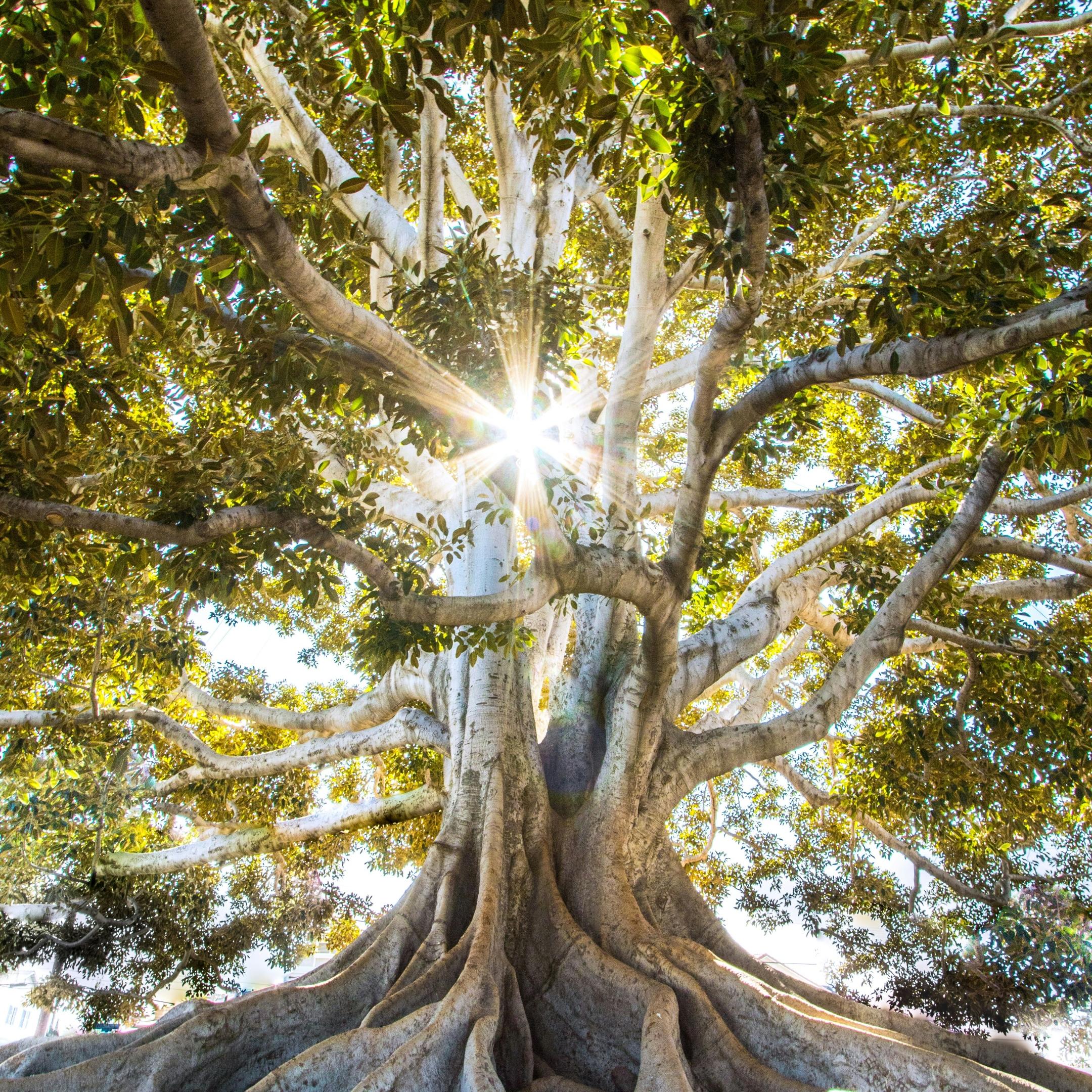 Ein Baum mit vielen verschlungenen Wurzeln und Ästen wird im Hintergrund von der Sonne beleuchtet. Diese wirft ein Strahlenkreuz durch die Äste