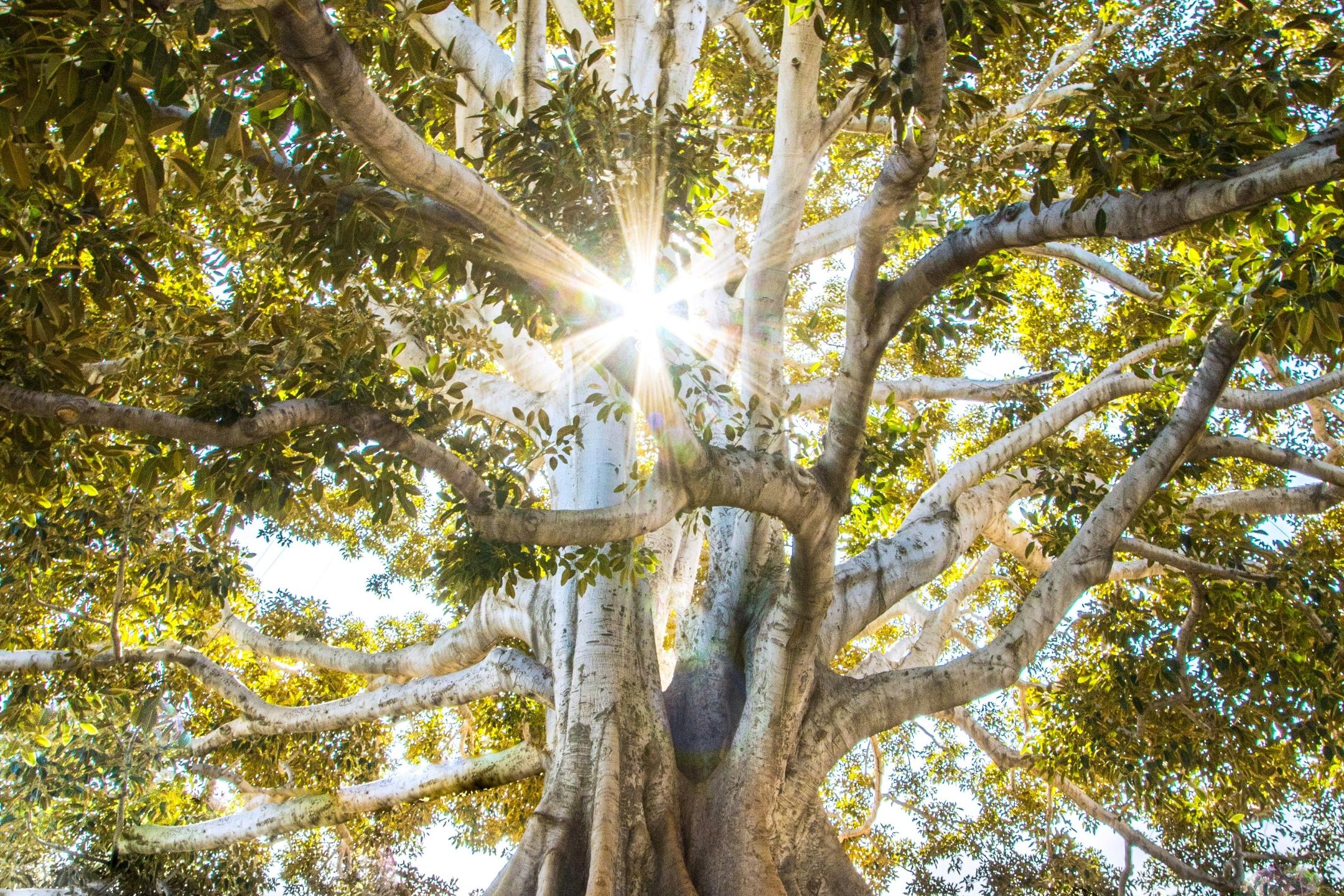 Ein Baum mit vielen verschlungenen Wurzeln und Ästen wird im Hintergrund von der Sonne beleuchtet. Diese wirft ein Strahlenkreuz durch die Äste