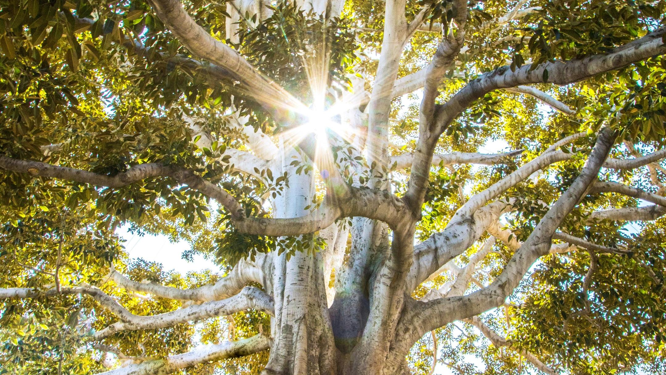 Ein Baum mit vielen verschlungenen Wurzeln und Ästen wird im Hintergrund von der Sonne beleuchtet. Diese wirft ein Strahlenkreuz durch die Äste