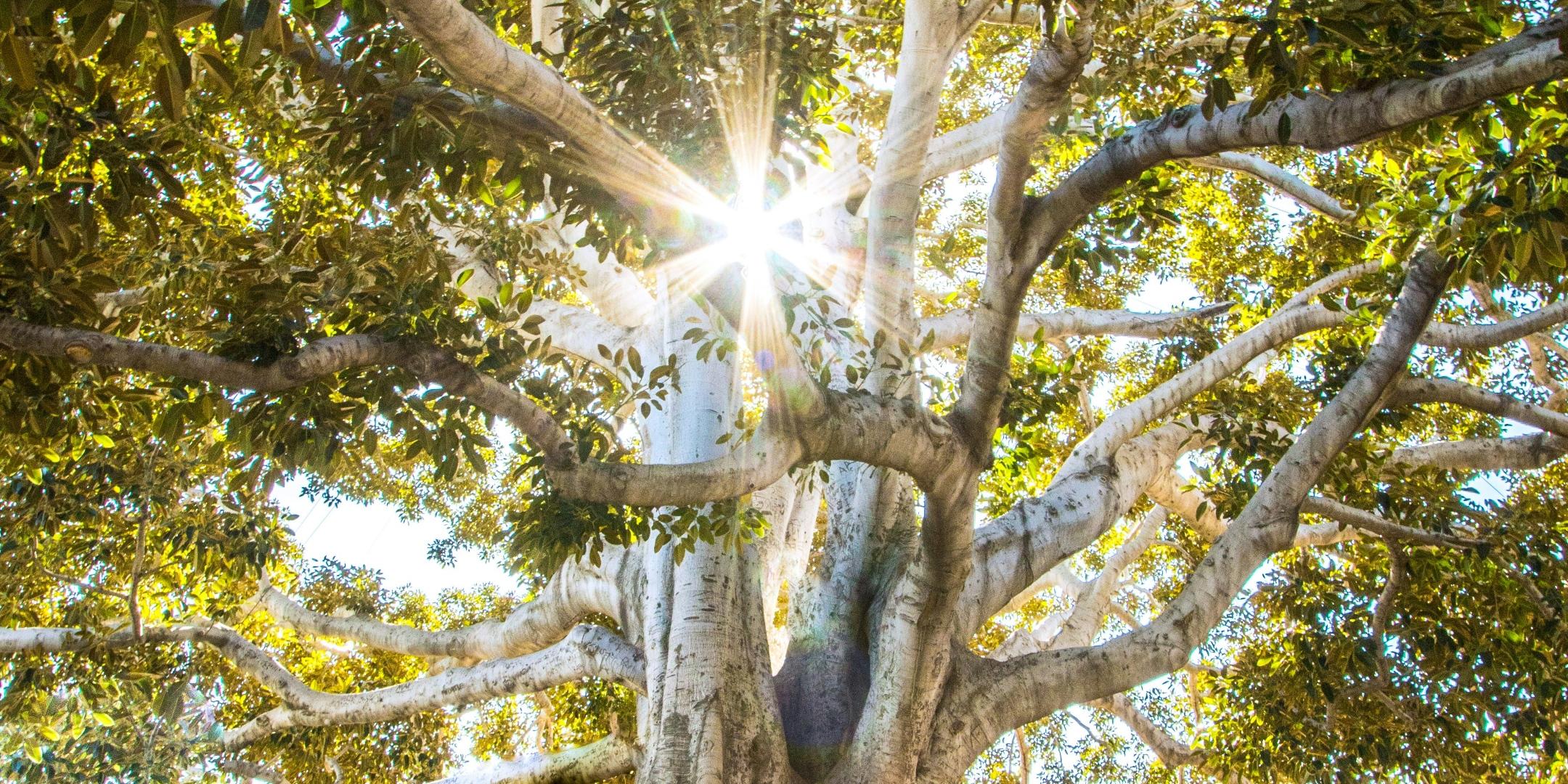 Ein Baum mit vielen verschlungenen Wurzeln und Ästen wird im Hintergrund von der Sonne beleuchtet. Diese wirft ein Strahlenkreuz durch die Äste