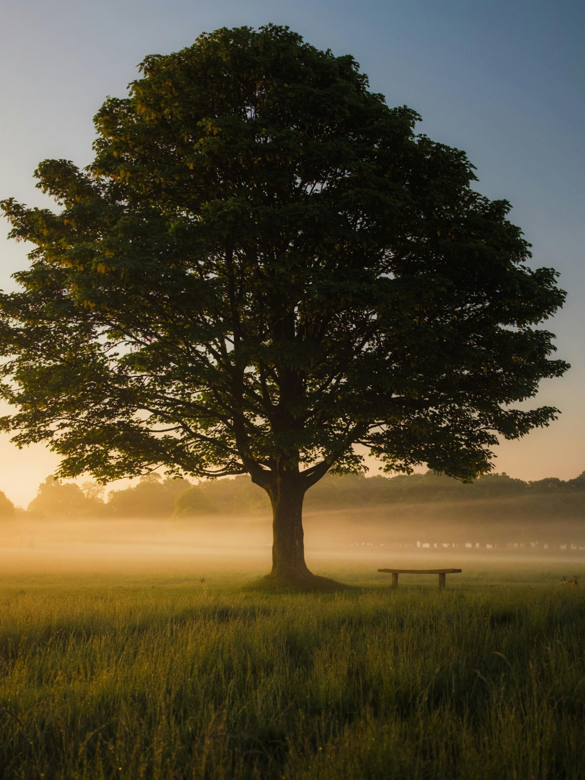 Ein Baum steht auf einer Wiese im Sonnenaufgang und um den Baum ist Nebel
