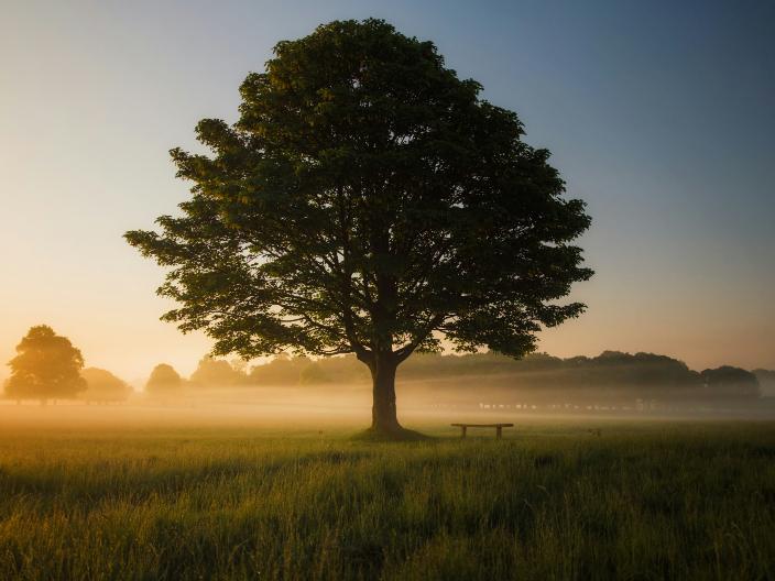 Ein Baum steht auf einer Wiese im Sonnenaufgang und um den Baum ist Nebel