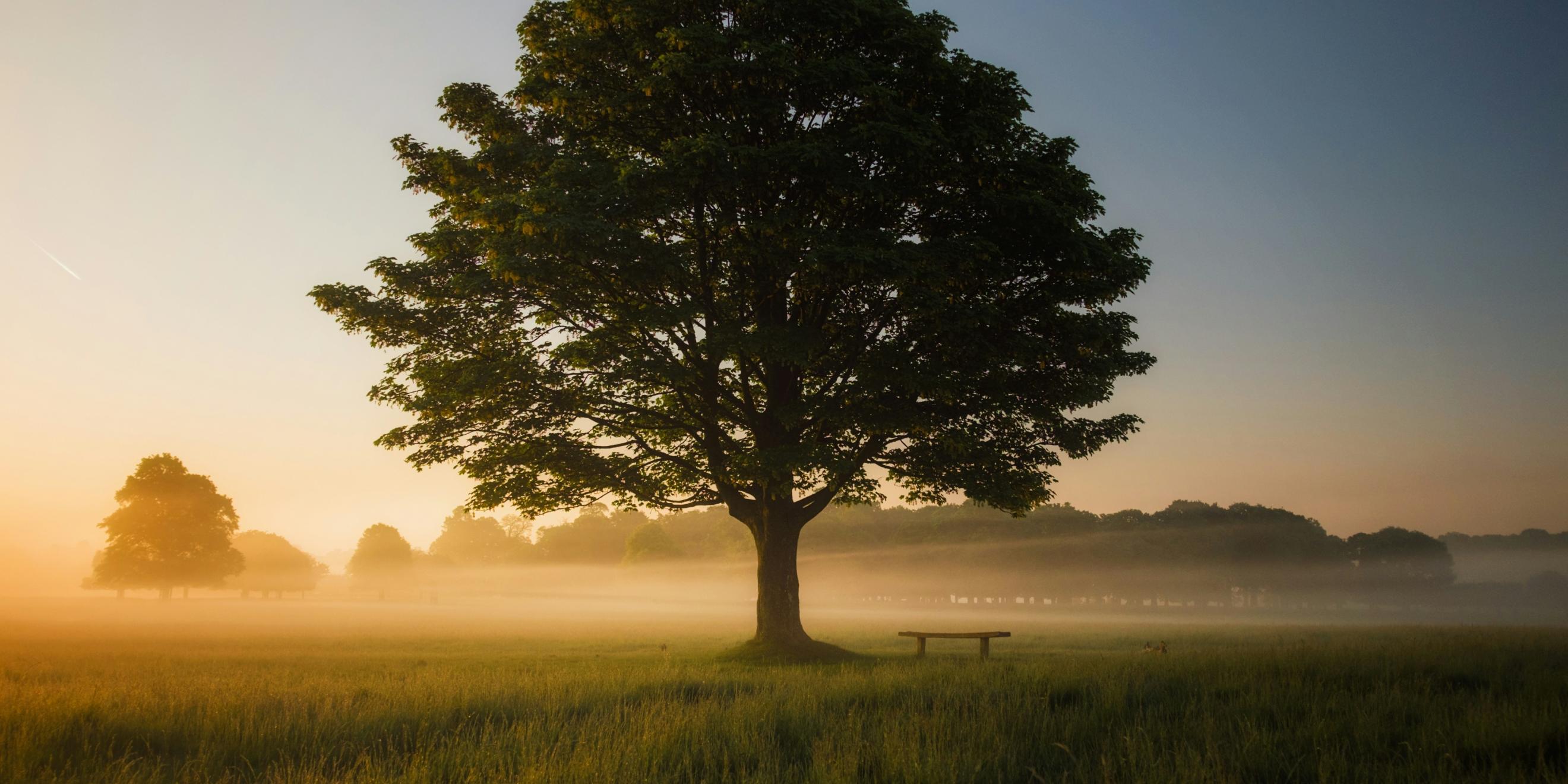 Ein Baum steht auf einer Wiese im Sonnenaufgang und um den Baum ist Nebel