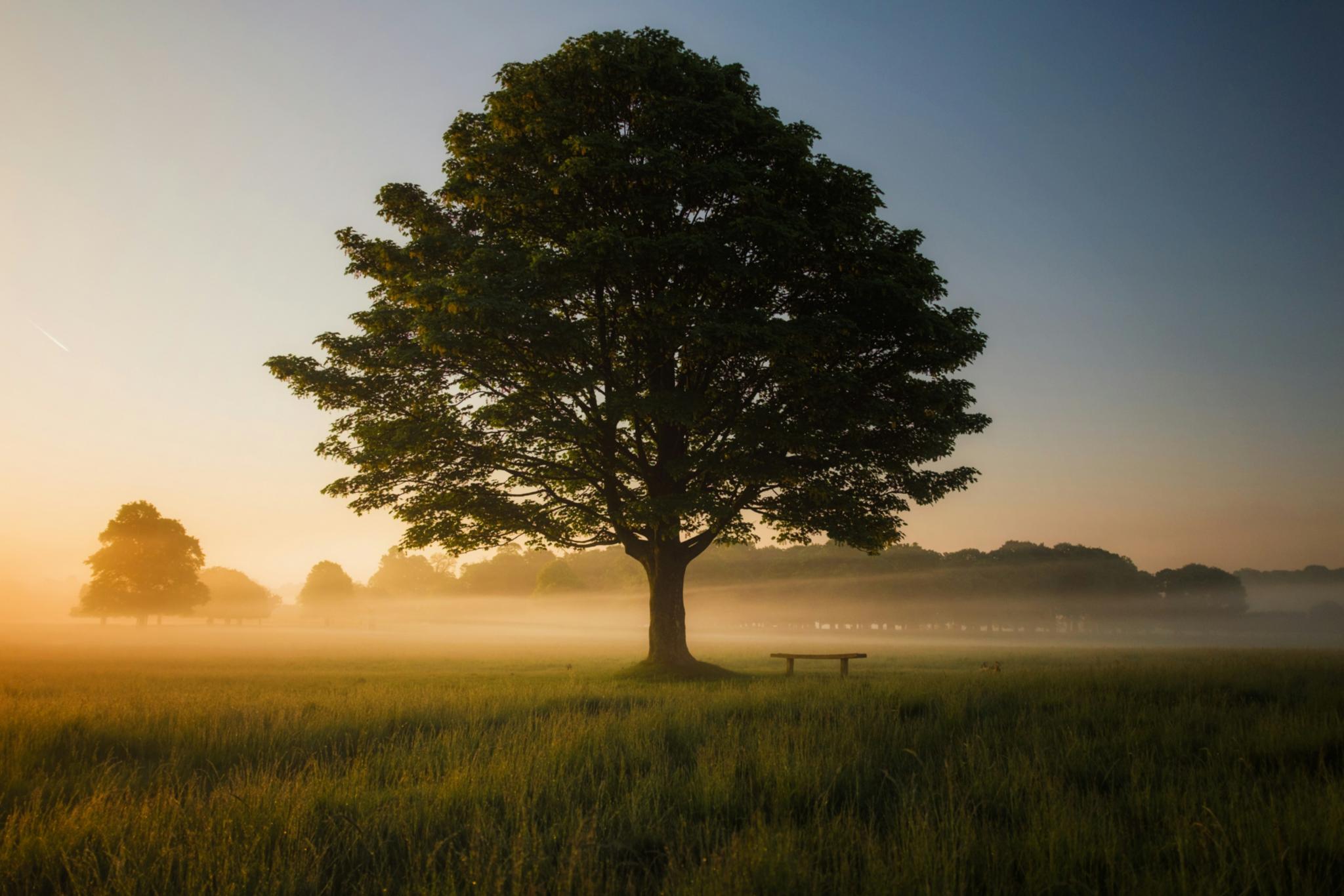 Ein Baum steht auf einer Wiese im Sonnenaufgang und um den Baum ist Nebel