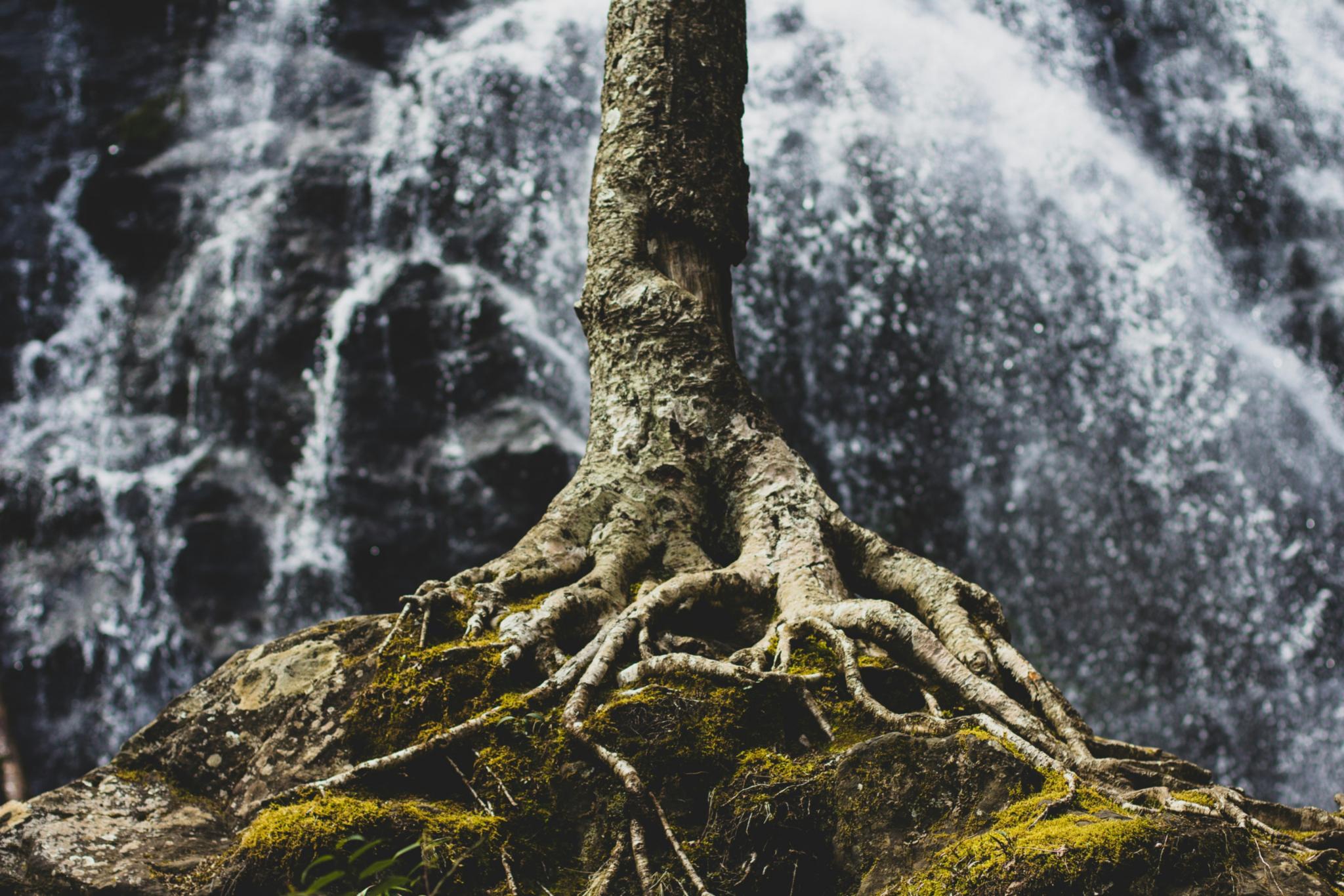 Ein Baumstamm mit starken Wurzeln vor einem Wasserfall