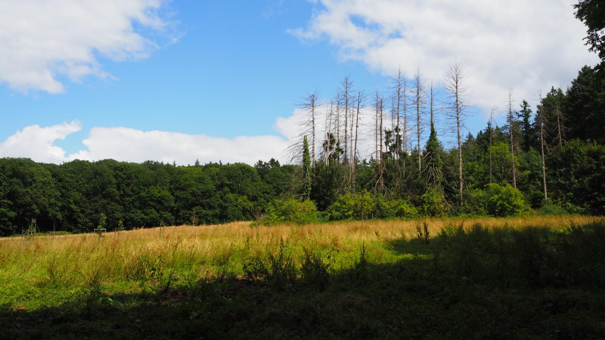 Eine Wiese mit einem angrenzenden Wald und blauem Himmel