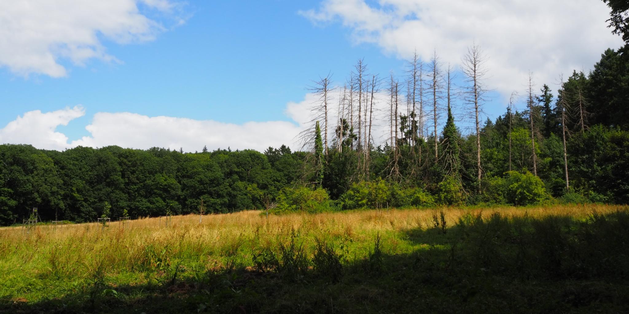 Eine Wiese mit einem angrenzenden Wald und blauem Himmel