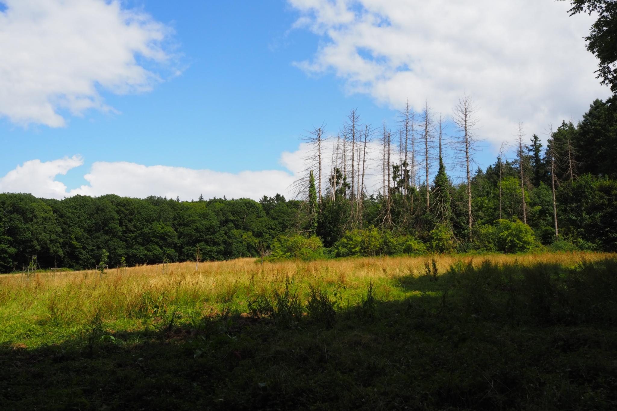 Eine Wiese mit einem angrenzenden Wald und blauem Himmel
