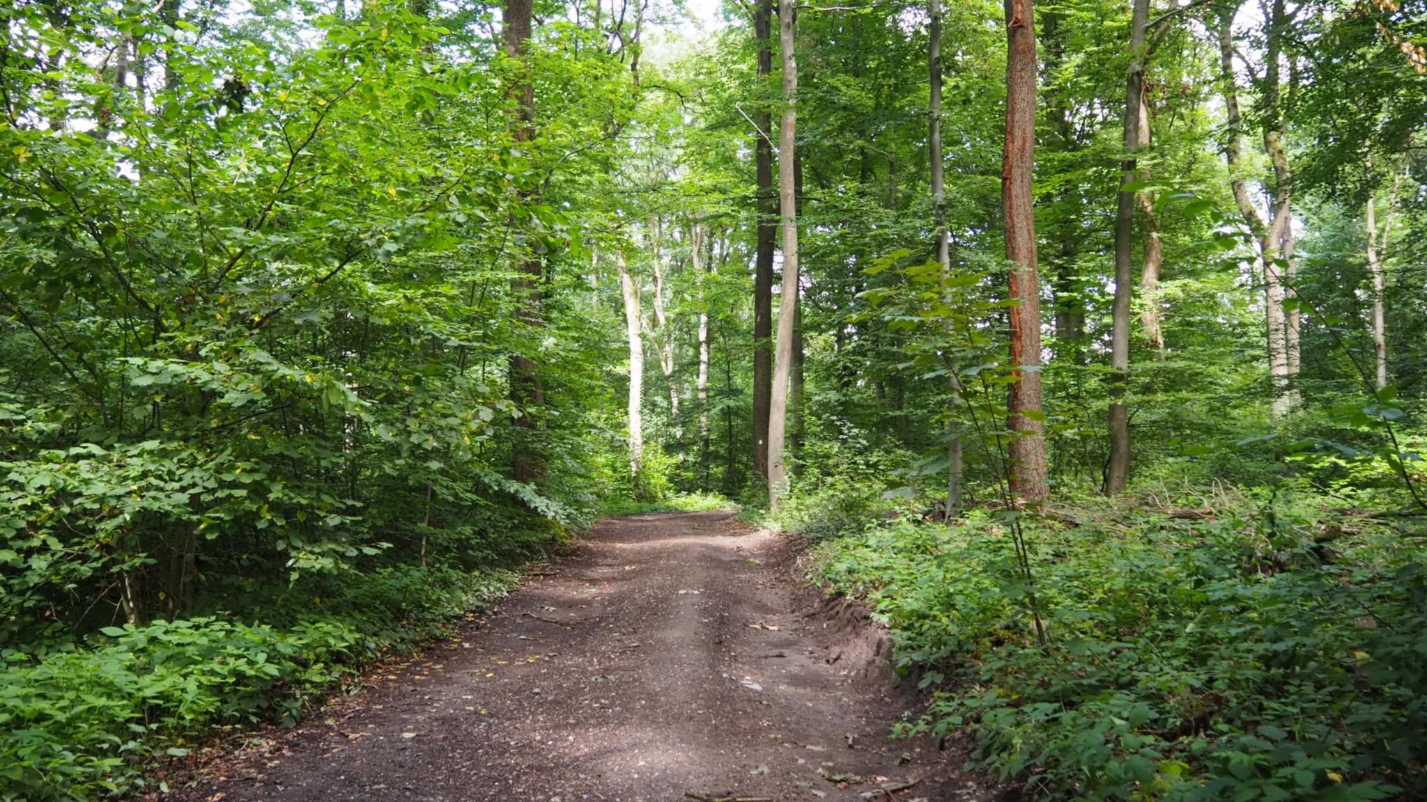 Waldweg