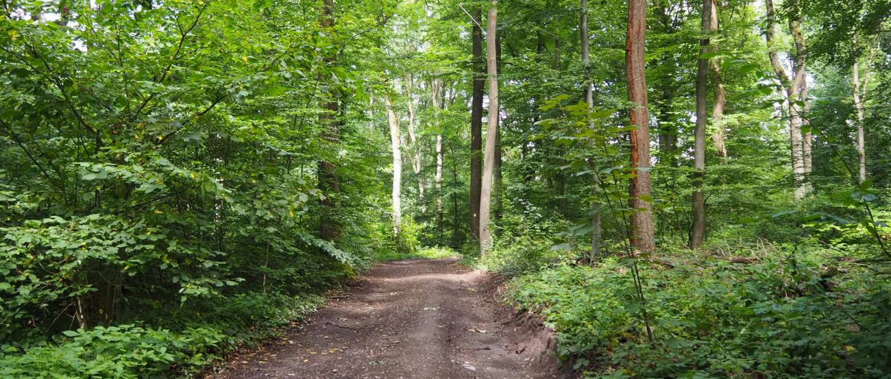 Waldweg (c) Martina Folz Waldweg