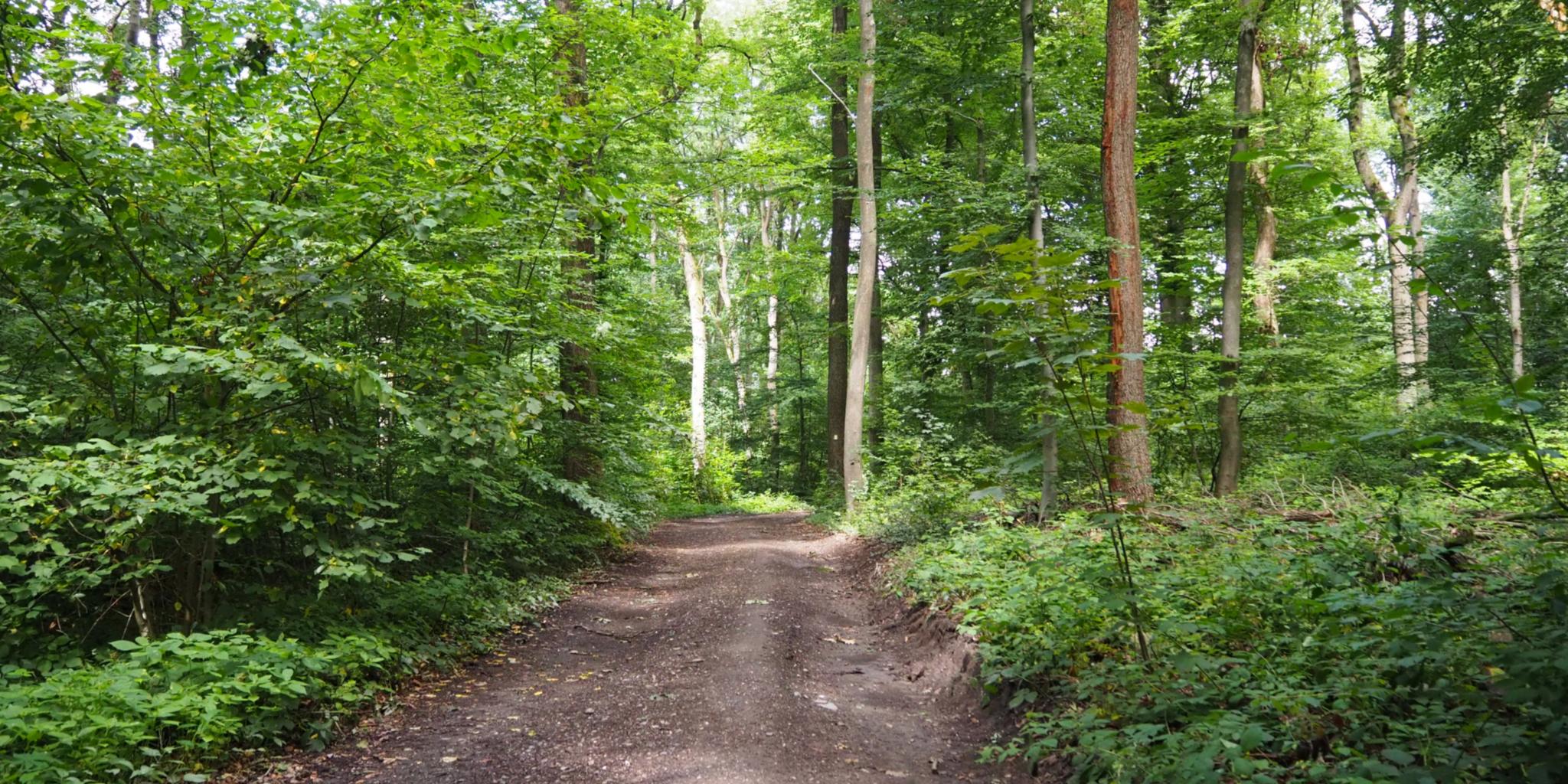 Waldweg