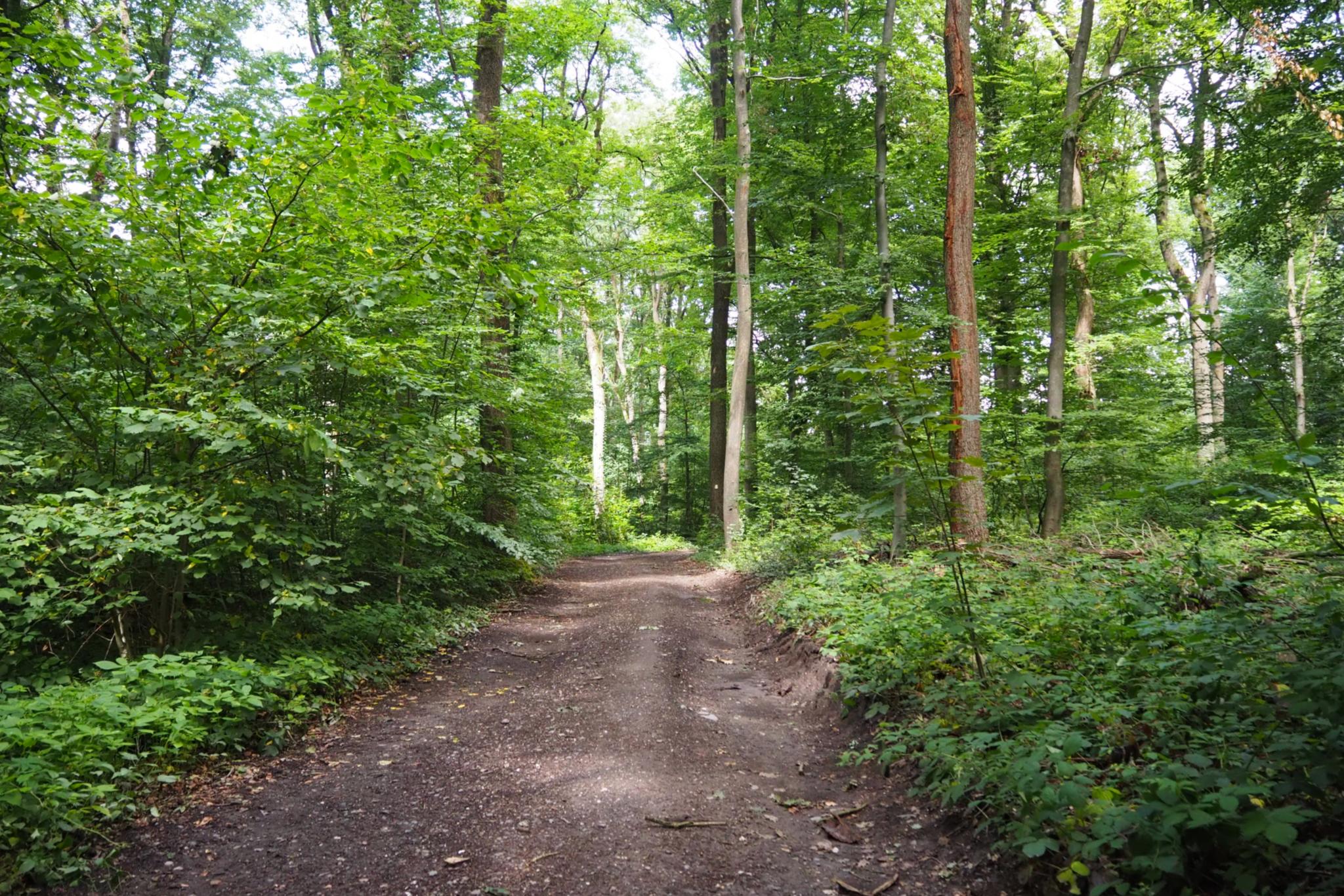 Waldweg