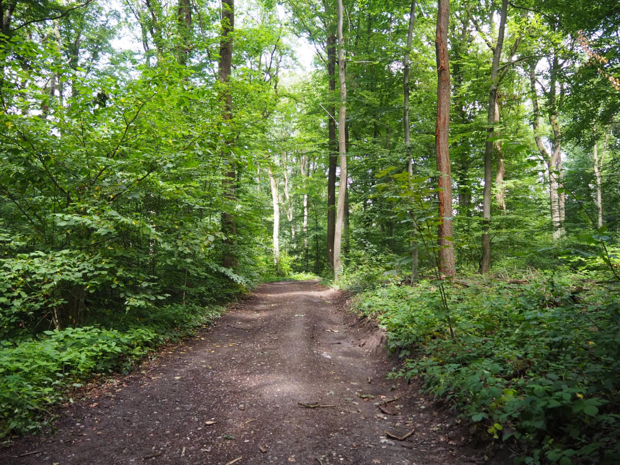Waldweg
