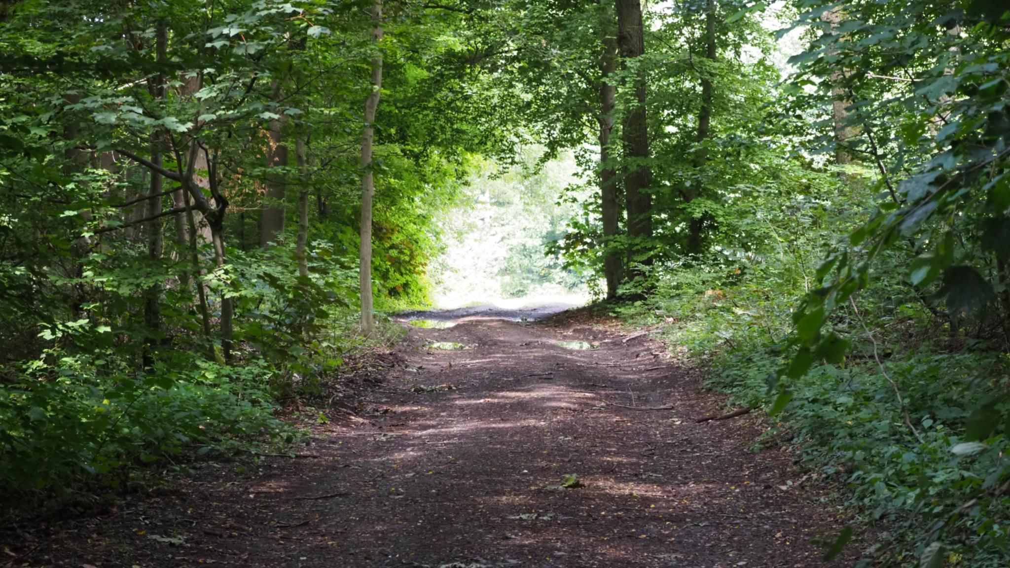 Ein breiter Waldweg