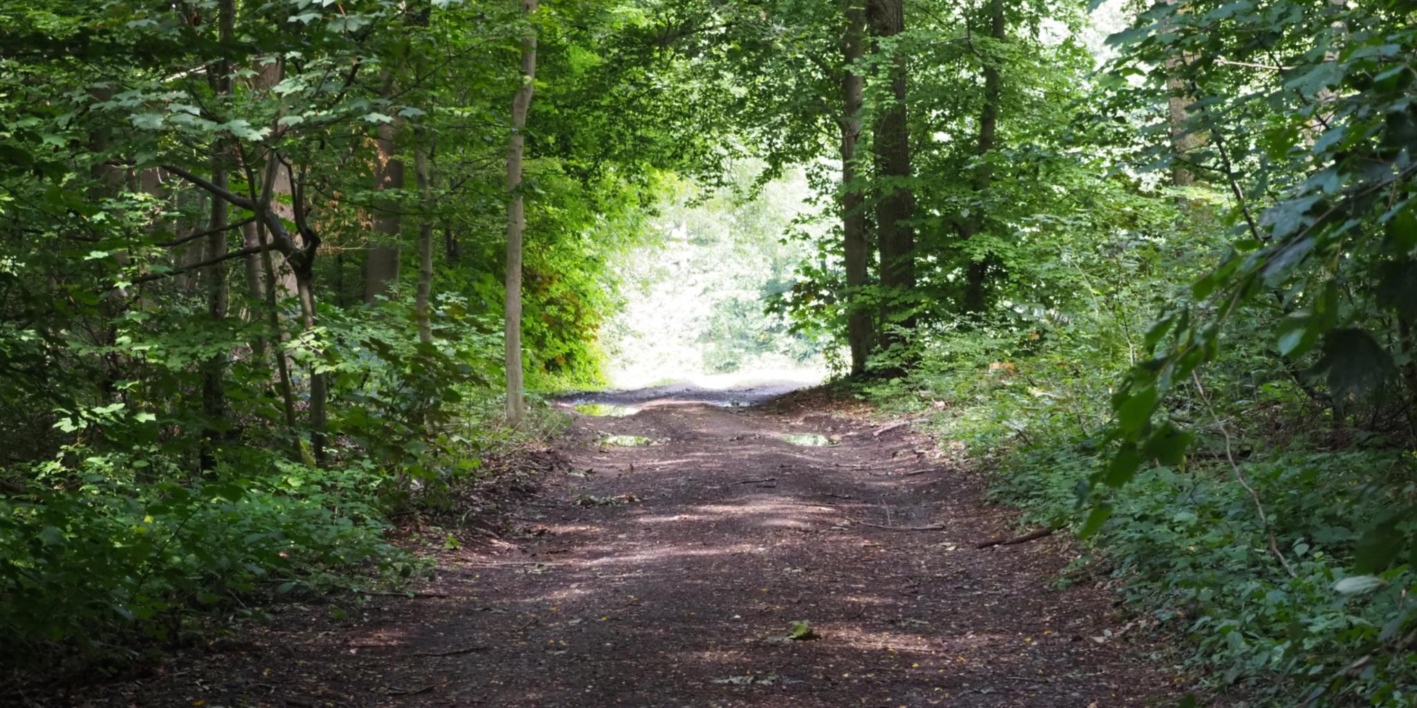 Ein breiter Waldweg