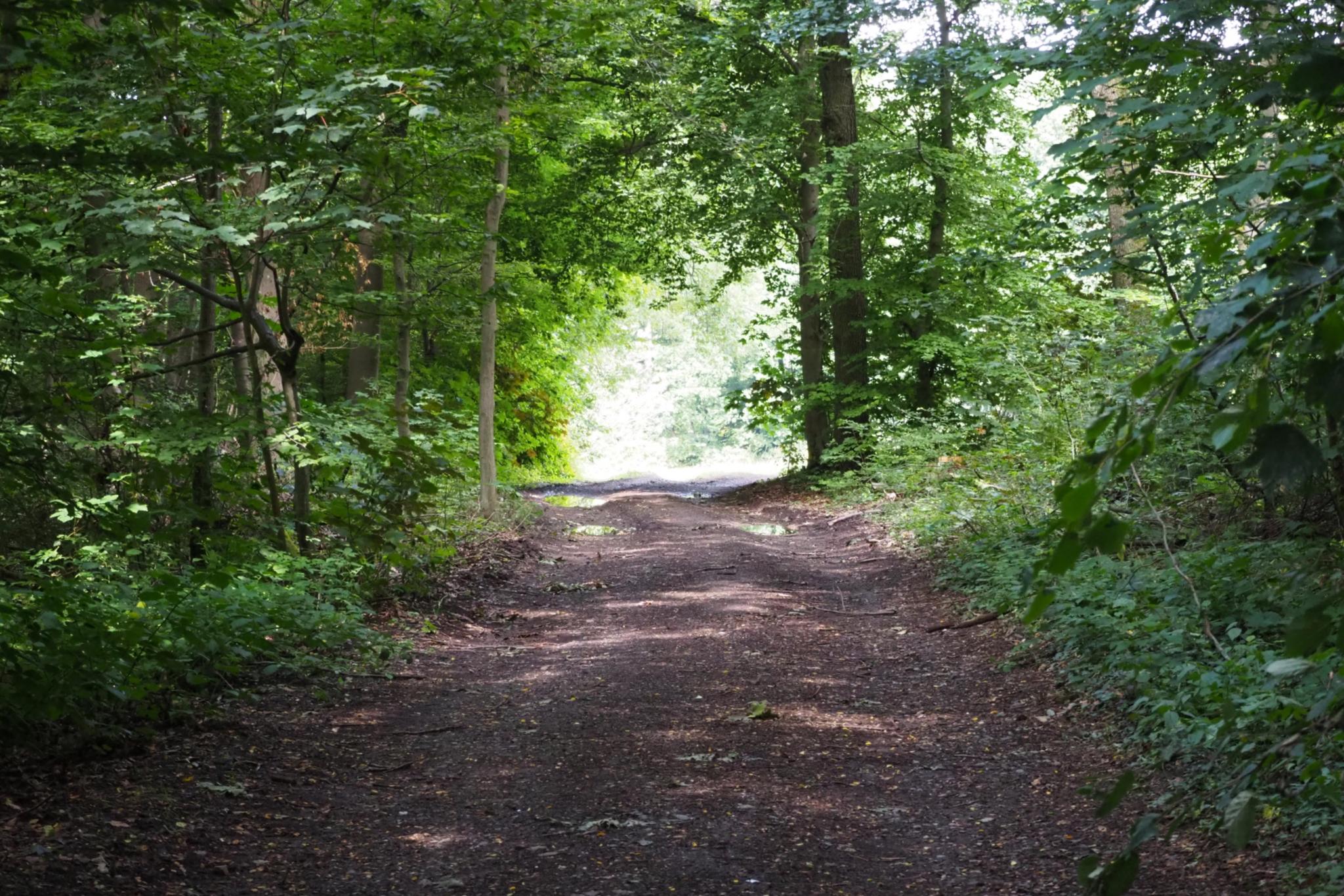 Ein breiter Waldweg
