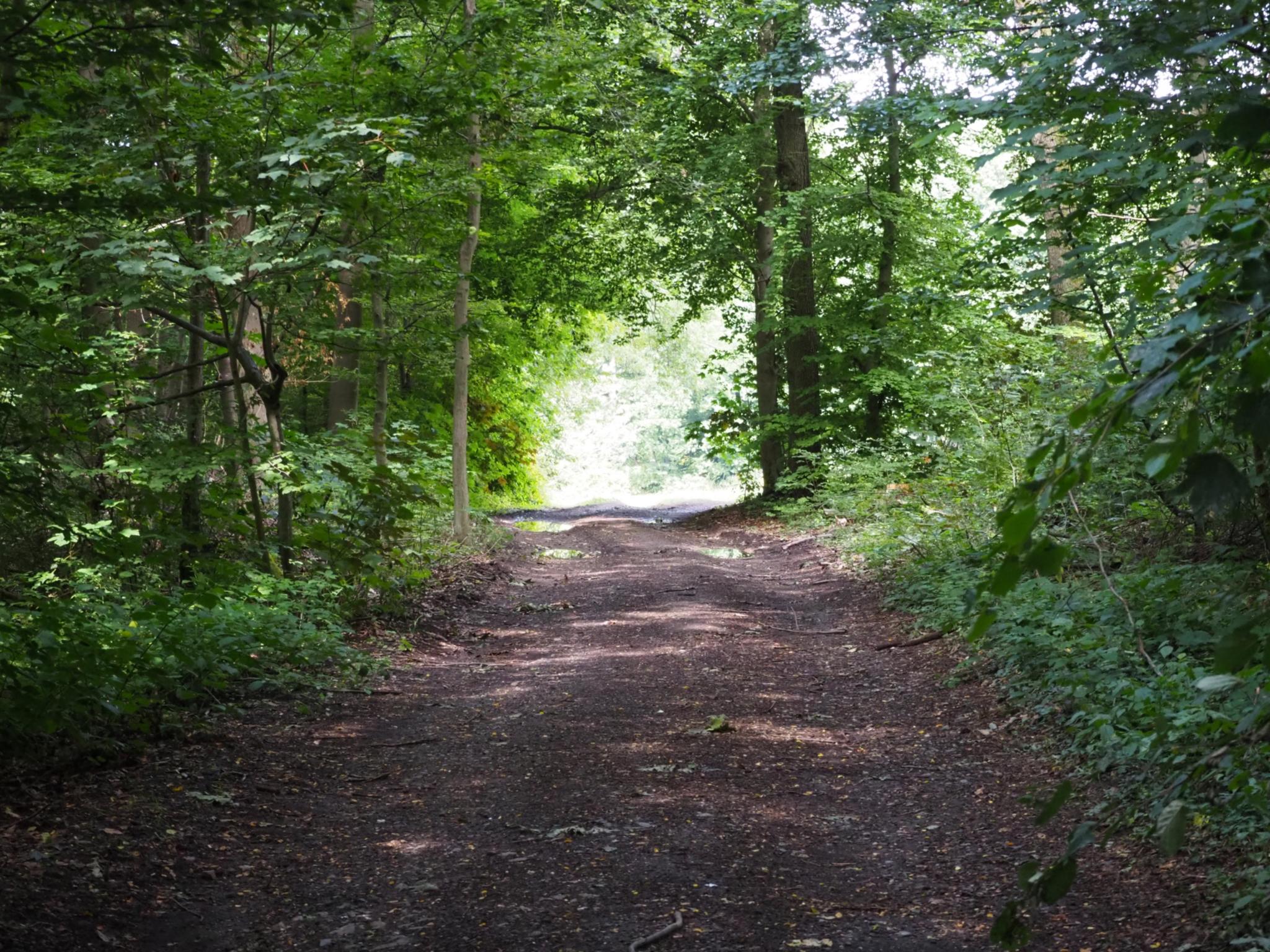 Ein breiter Waldweg