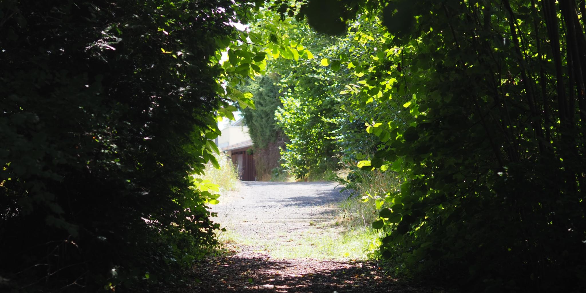 Ein Tunnel aus Bäumen. Am Ende wartet die Sonne