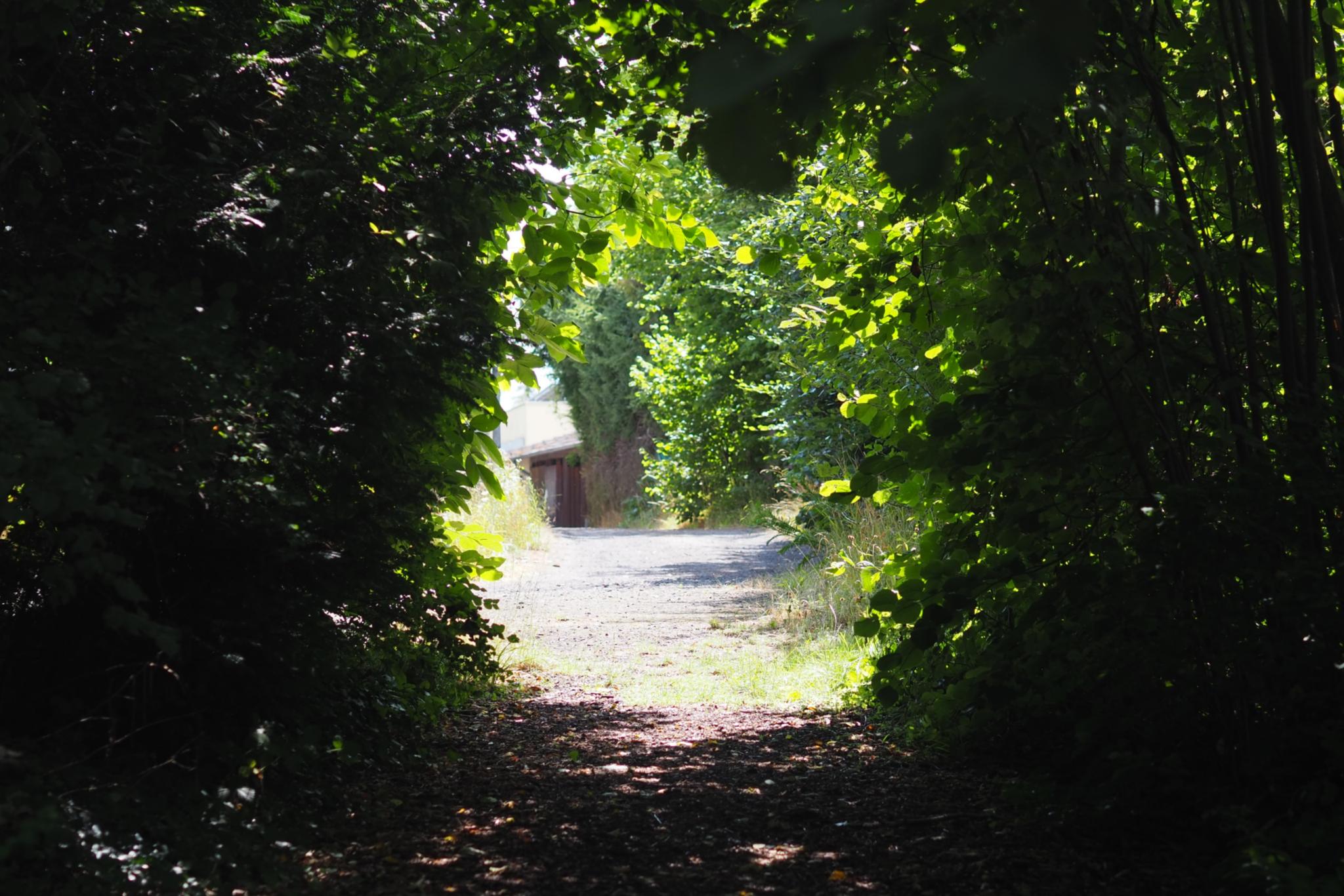 Ein Tunnel aus Bäumen. Am Ende wartet die Sonne