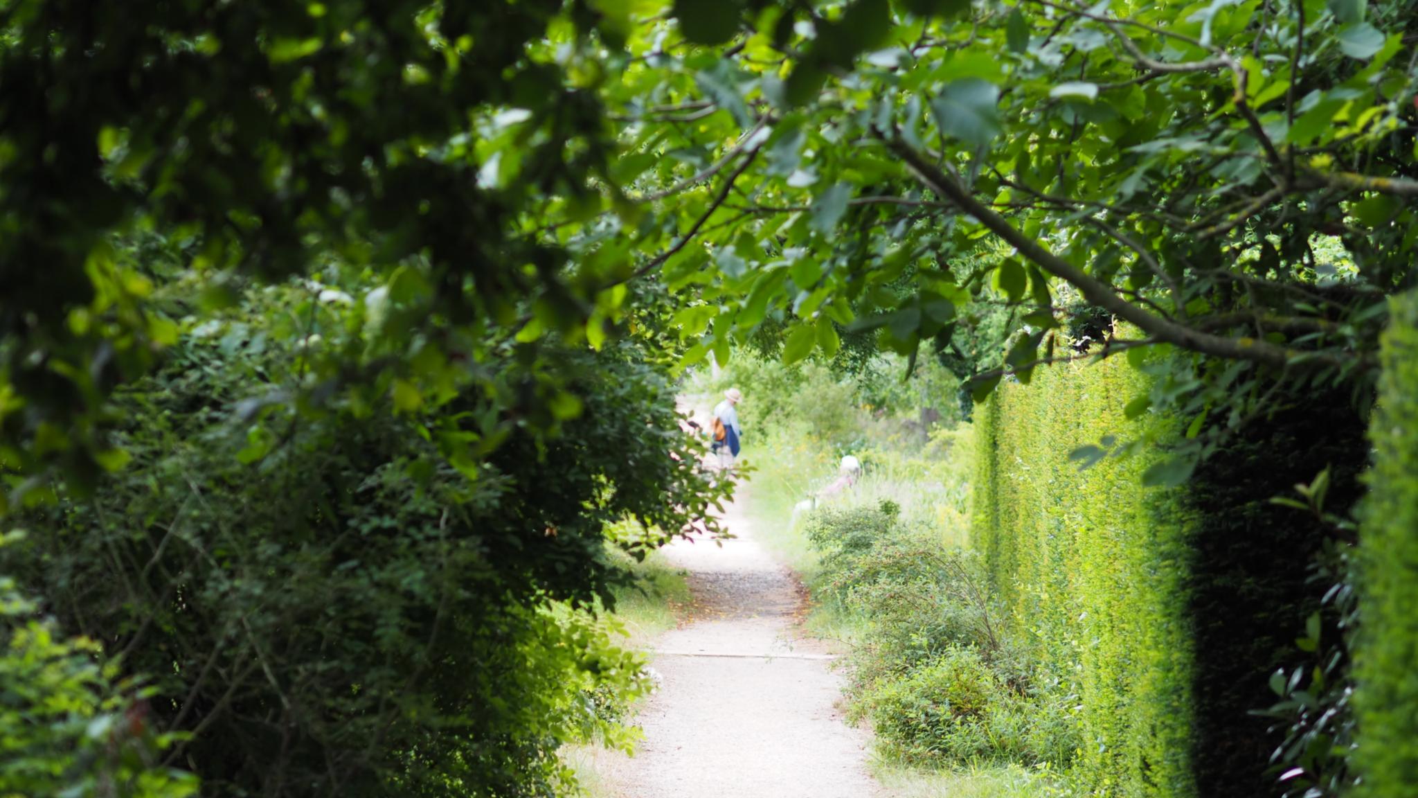 Ein Weg in einem Garten, links und rechts Sträucher und Hecken