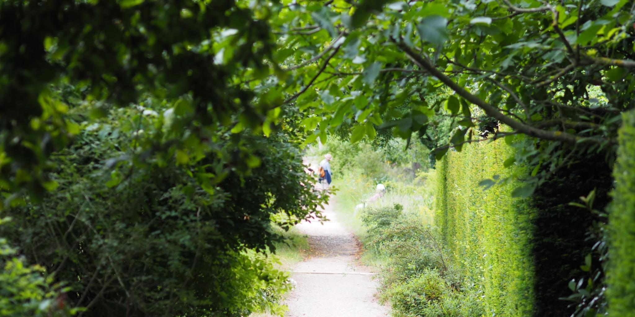 Ein Weg in einem Garten, links und rechts Sträucher und Hecken