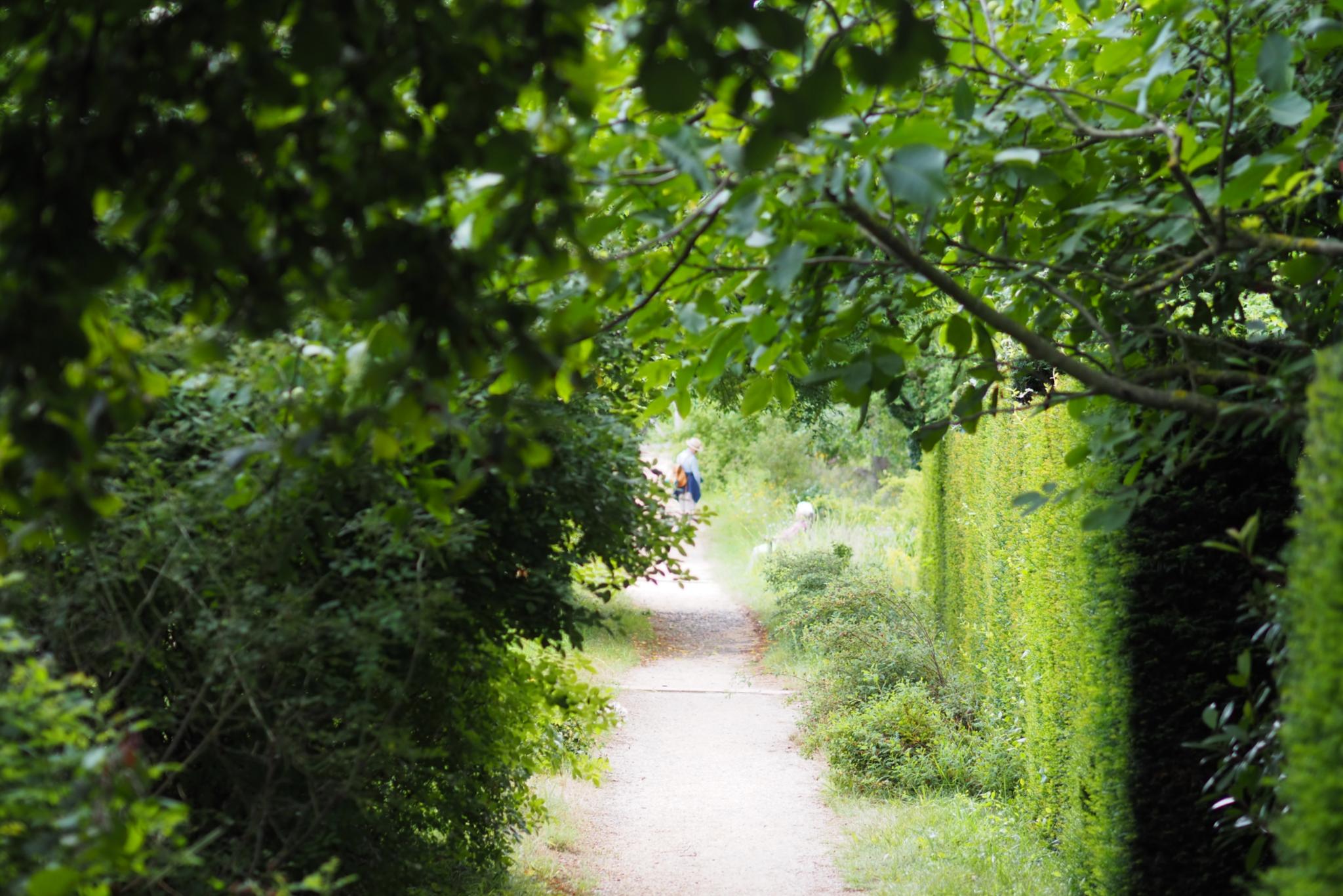 Ein Weg in einem Garten, links und rechts Sträucher und Hecken