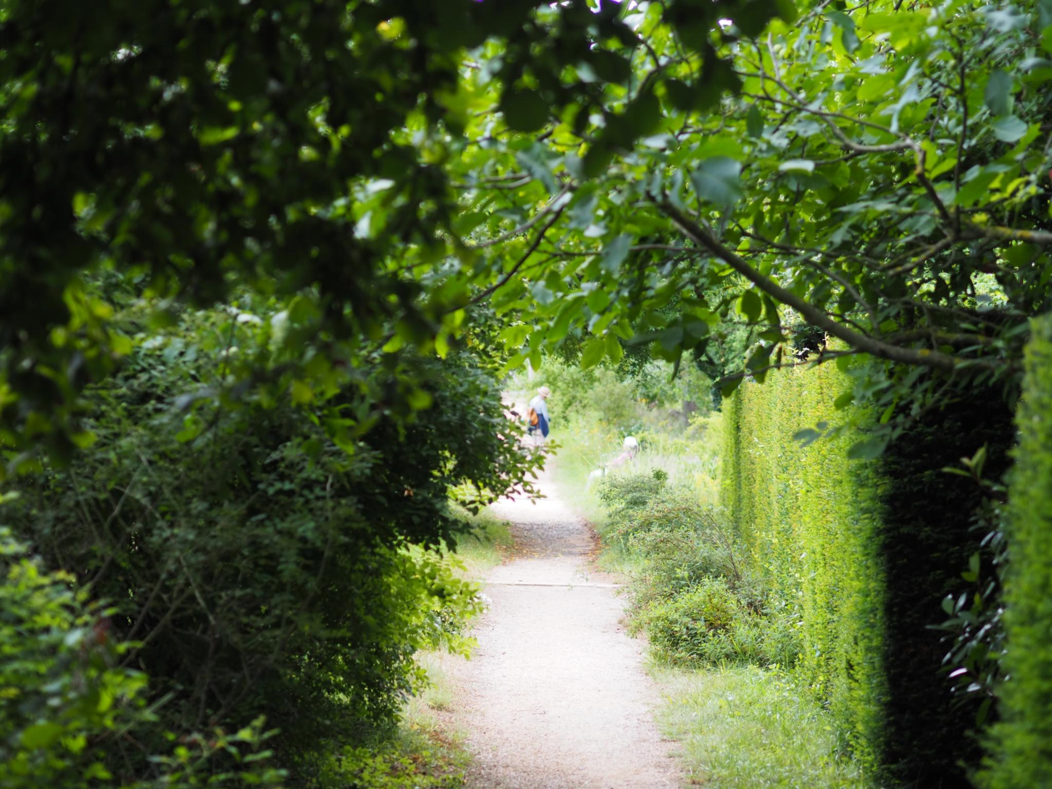 Ein Weg in einem Garten, links und rechts Sträucher und Hecken
