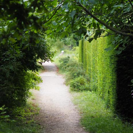 Ein Weg in einem Garten, links und rechts Hecken und Sträucher