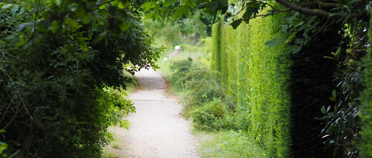 Ein Weg in einem Garten, links und rechts Hecken und Sträucher