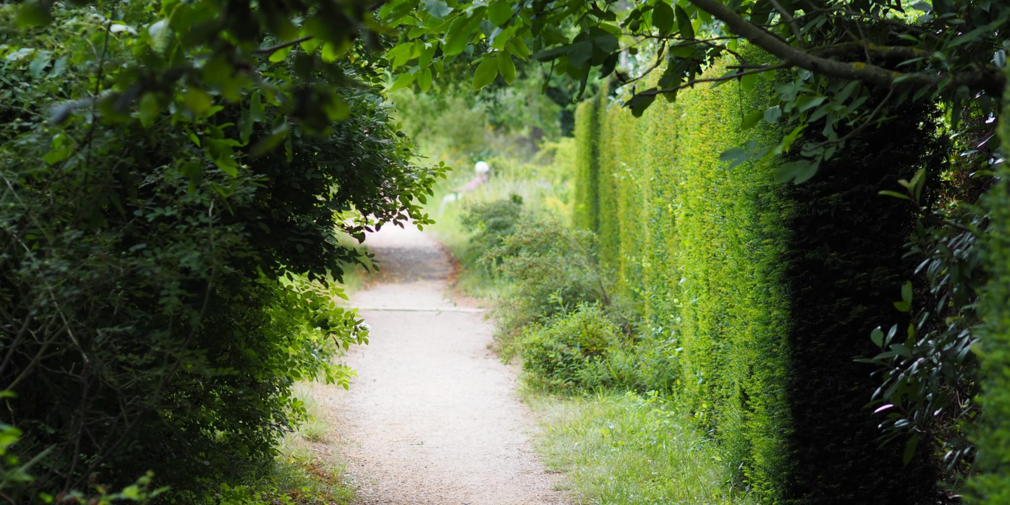 Ein Weg in einem Garten, links und rechts Hecken und Sträucher
