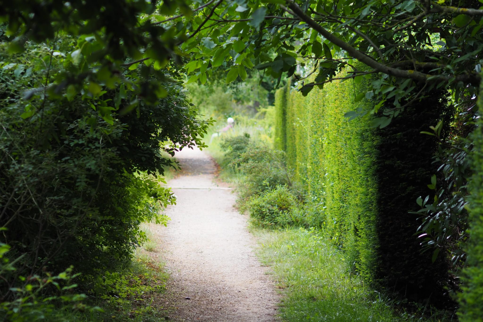 Ein Weg in einem Garten, links und rechts Hecken und Sträucher
