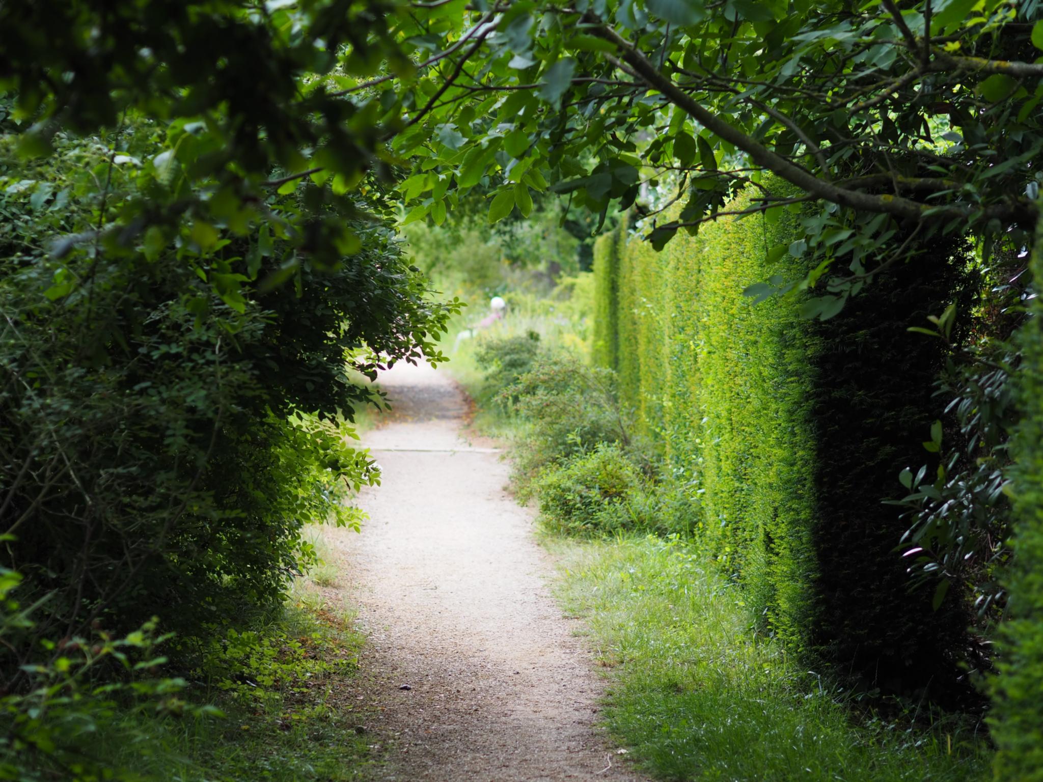 Ein Weg in einem Garten, links und rechts Hecken und Sträucher