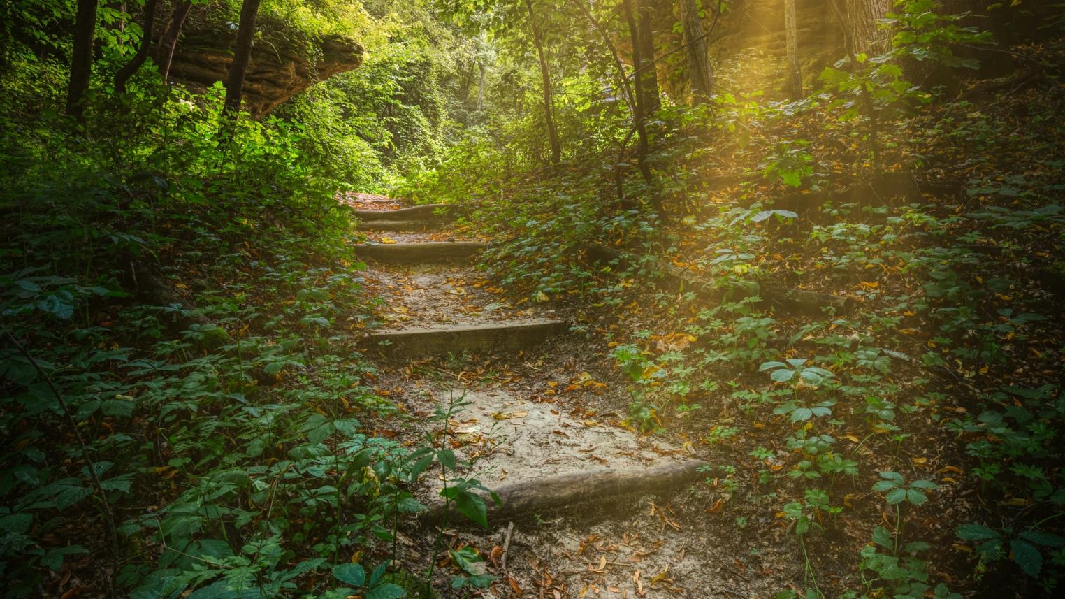 Steiler Weg durch dichten wald - zwischen den Bäumen blitzt die Sonne durch.