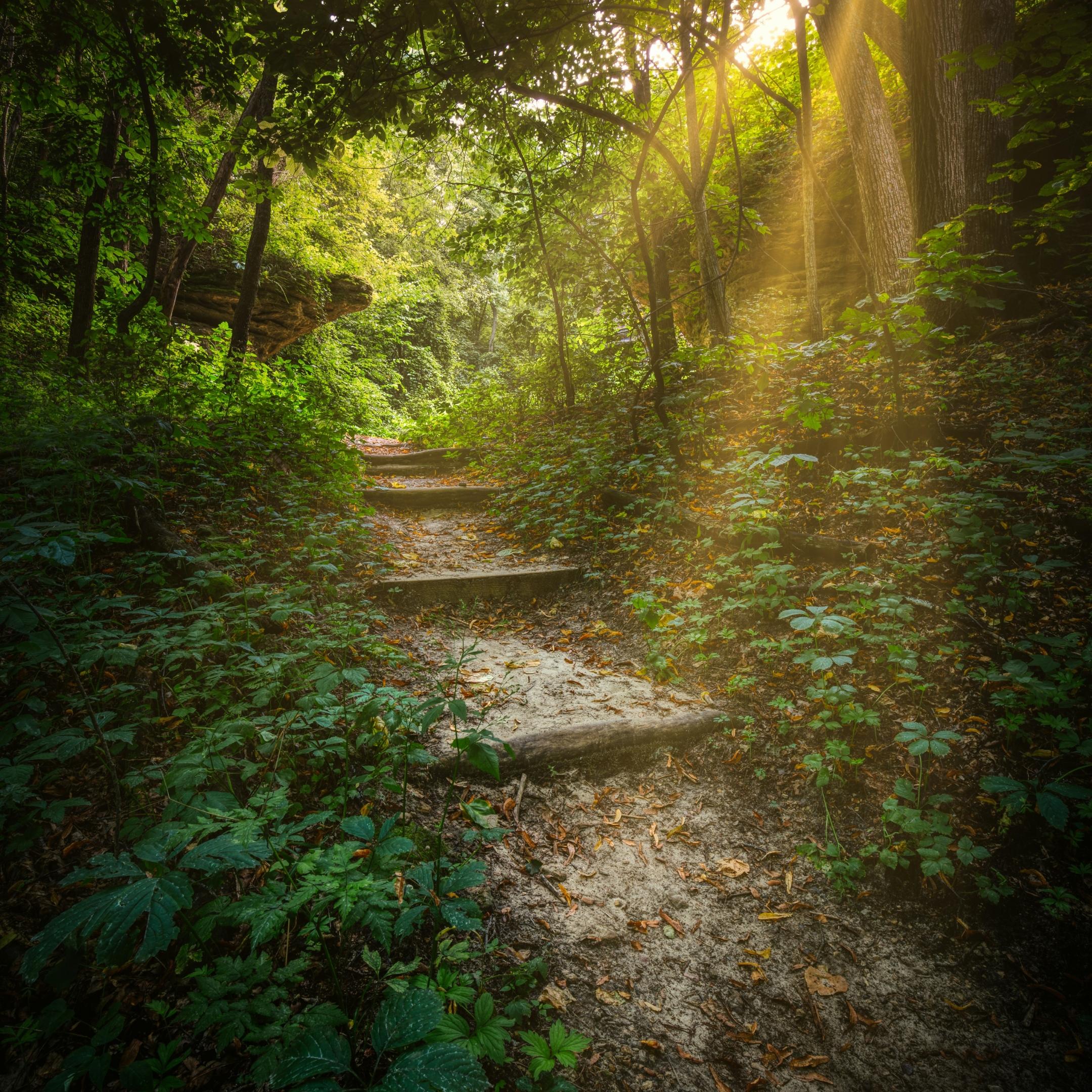 Steiler Weg durch dichten wald - zwischen den Bäumen blitzt die Sonne durch.