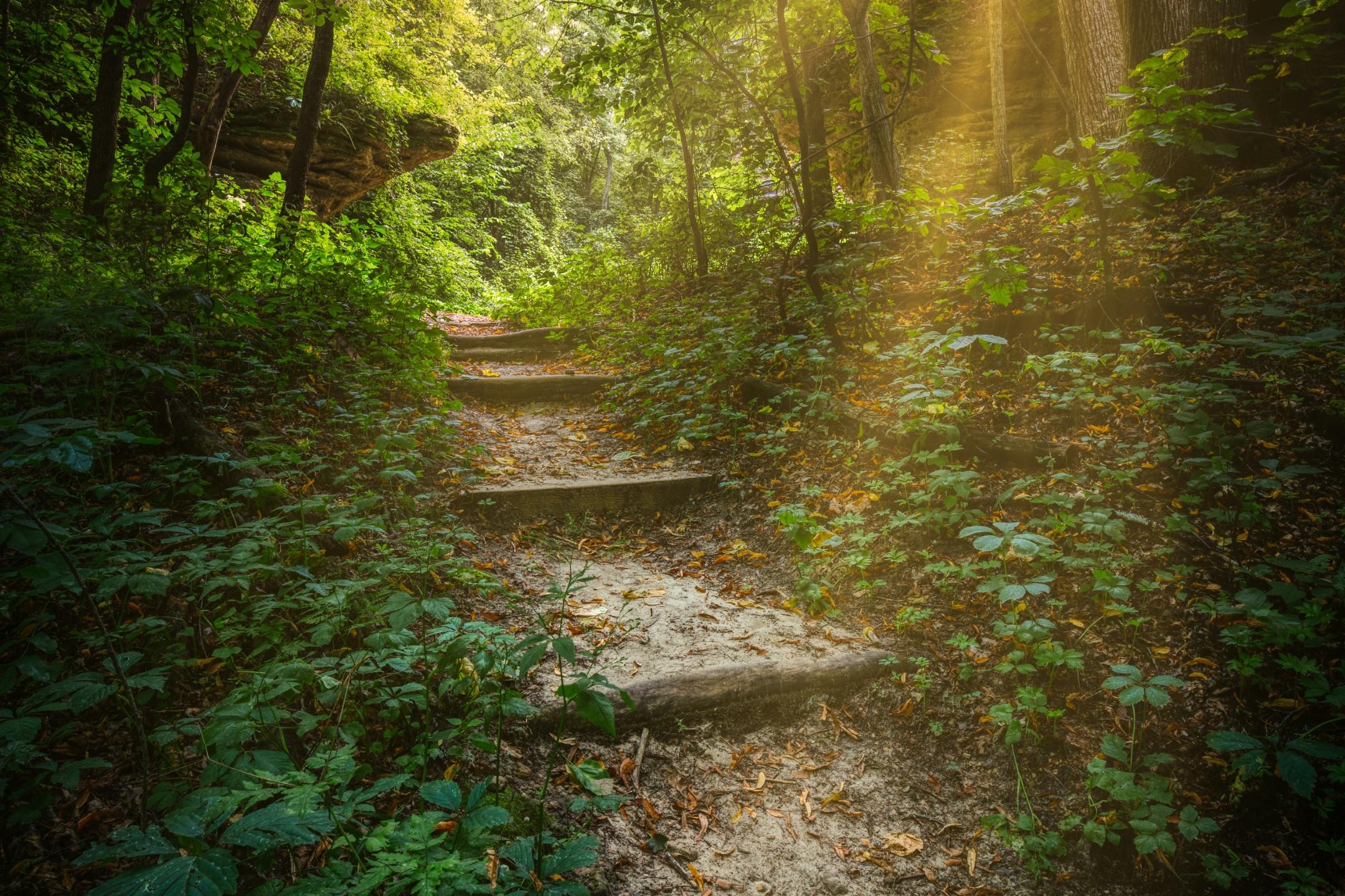 Steiler Weg durch dichten wald - zwischen den Bäumen blitzt die Sonne durch.