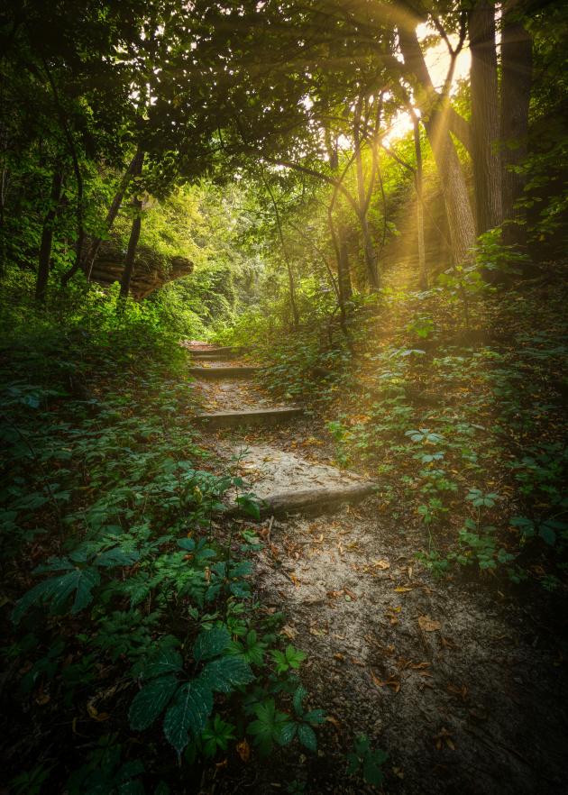 Steiler Weg durch dichten wald - zwischen den Bäumen blitzt die Sonne durch.