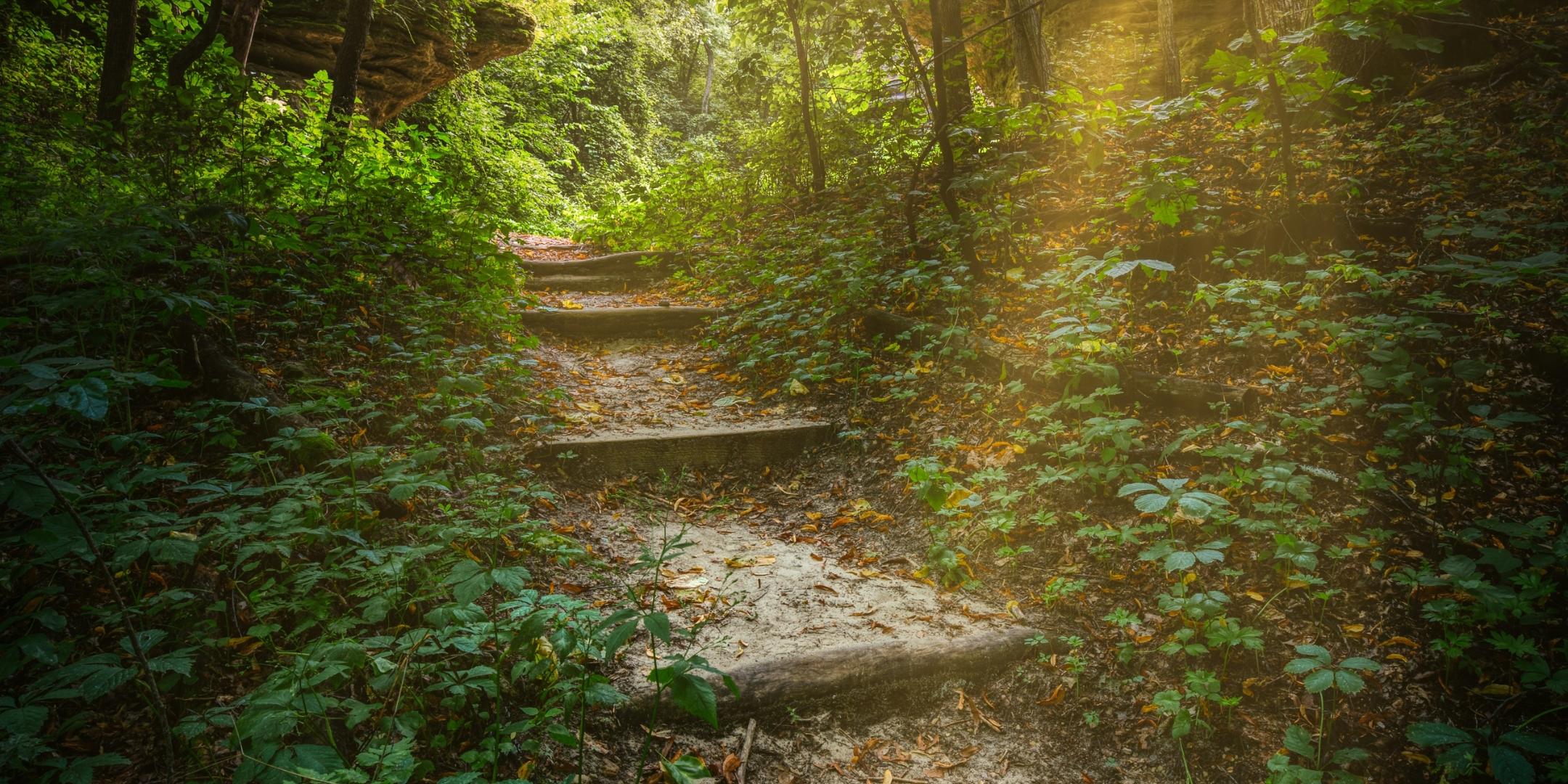 Steiler Weg durch dichten wald - zwischen den Bäumen blitzt die Sonne durch.