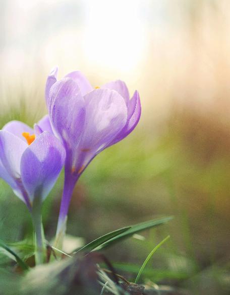 Man sieht fliederfarbene Krokusse auf einer Wiese