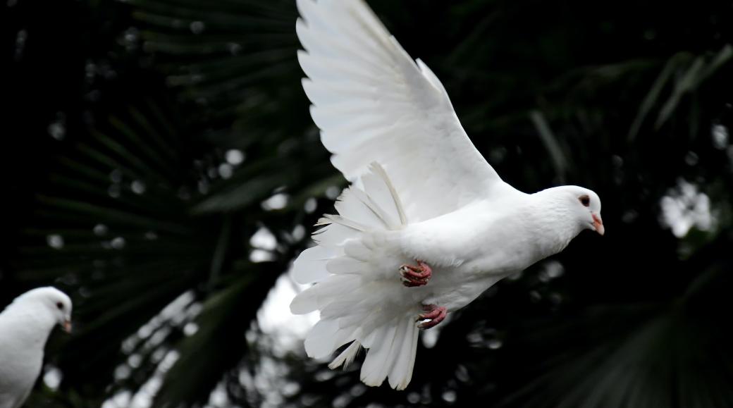 Eine weiße Taube fliegt in die Luft.