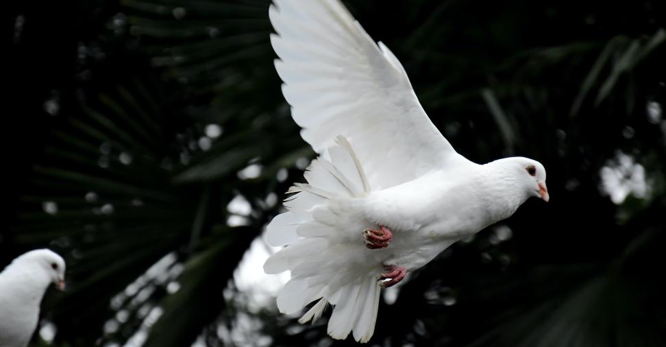 Eine weiße Taube fliegt in die Luft.