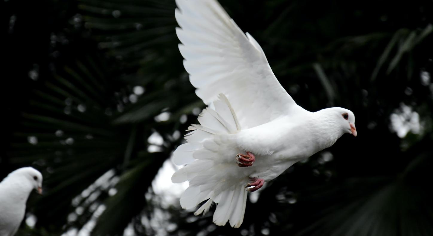 Eine weiße Taube fliegt in die Luft.