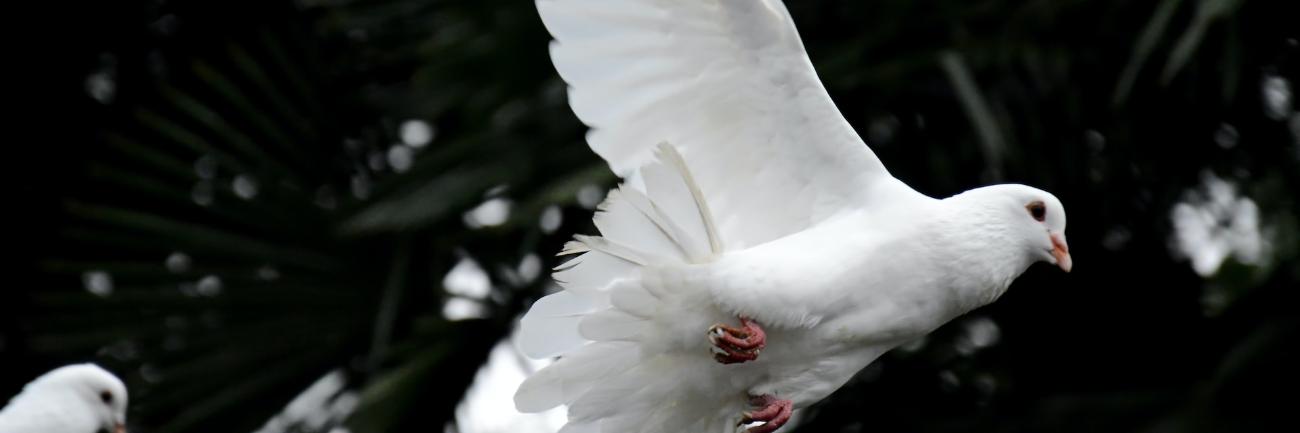 Weiße Taube (c) unsplash.com Weiße Taube
