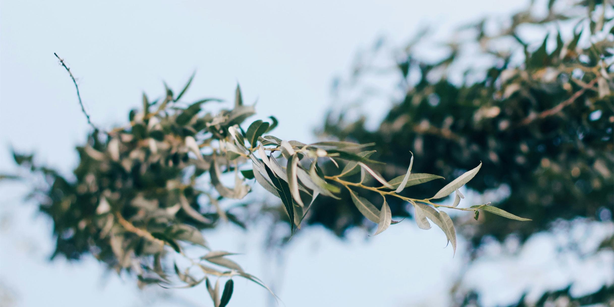 Getrocknete Buchsbaumzweige liegen auf einem hellen Untergrund