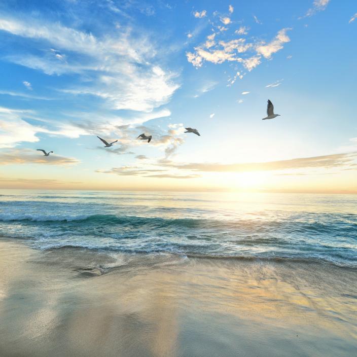 An einem Strand mit blauem Himmel fliegen fünf Vögel durch die Luft